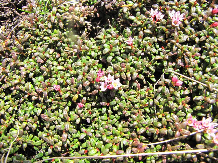 I fiori del vento:Kalmia procumbens (=Loiseleuria procumbens)